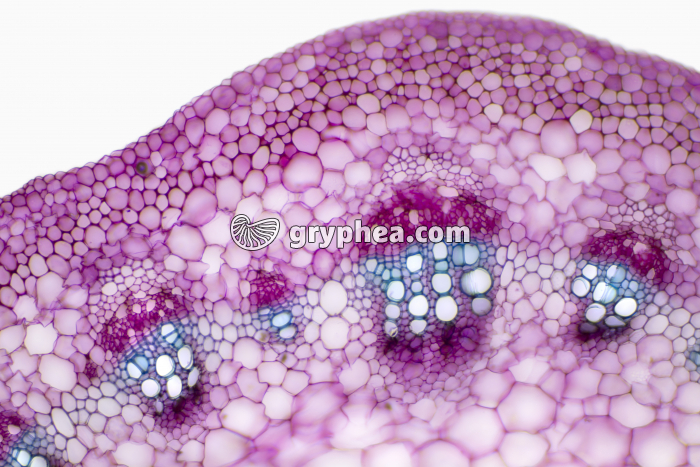 Pétiole de feuille de Vigne CT x40 - gryphea.com